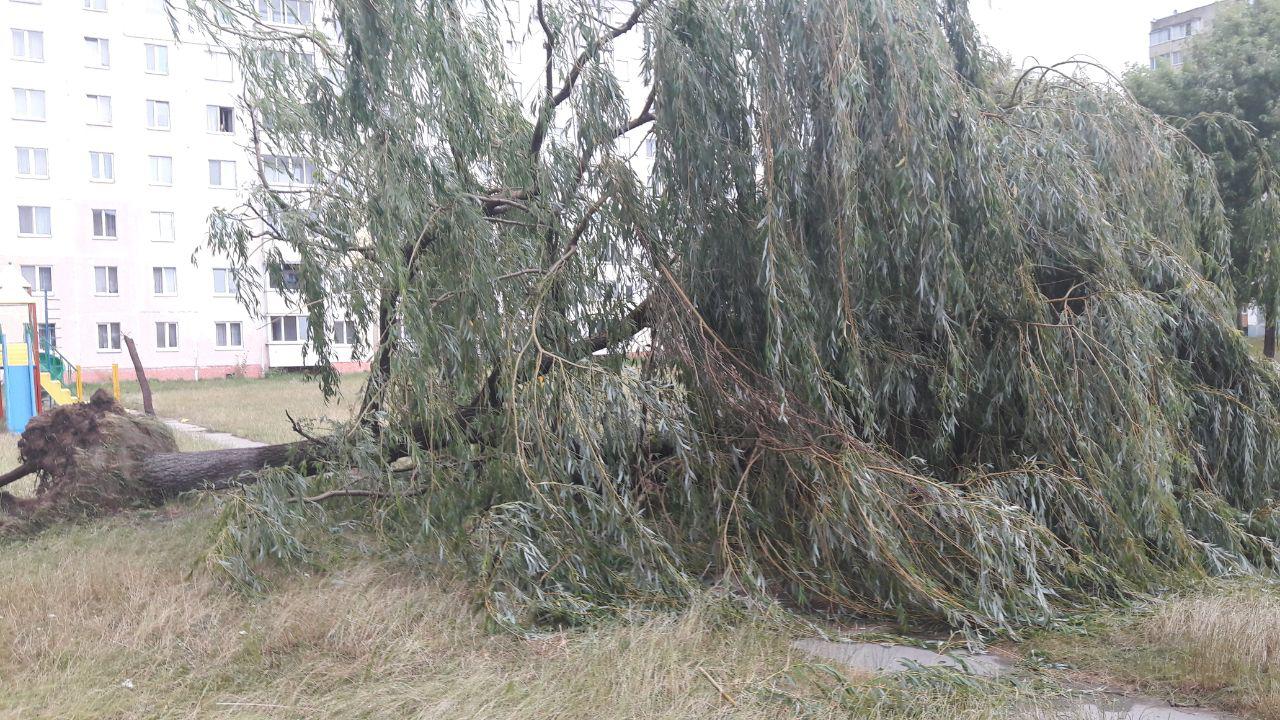 дерево упало солигорск