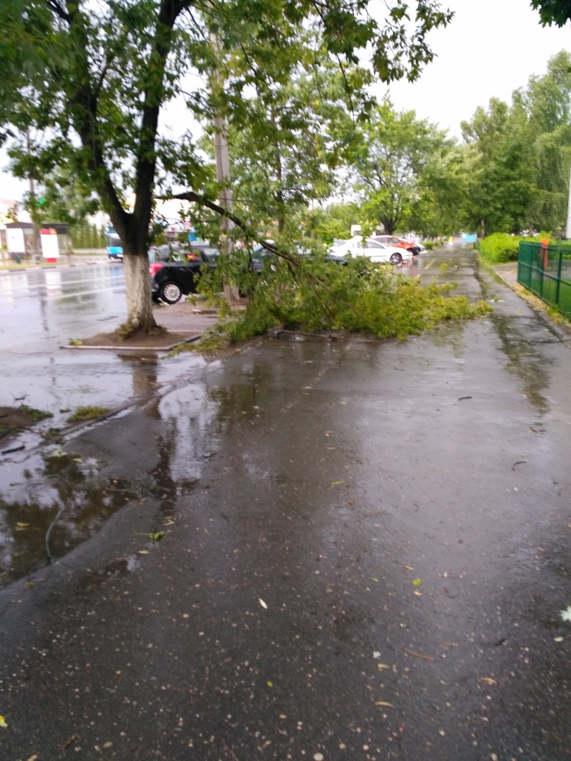 дерево упало солигорск