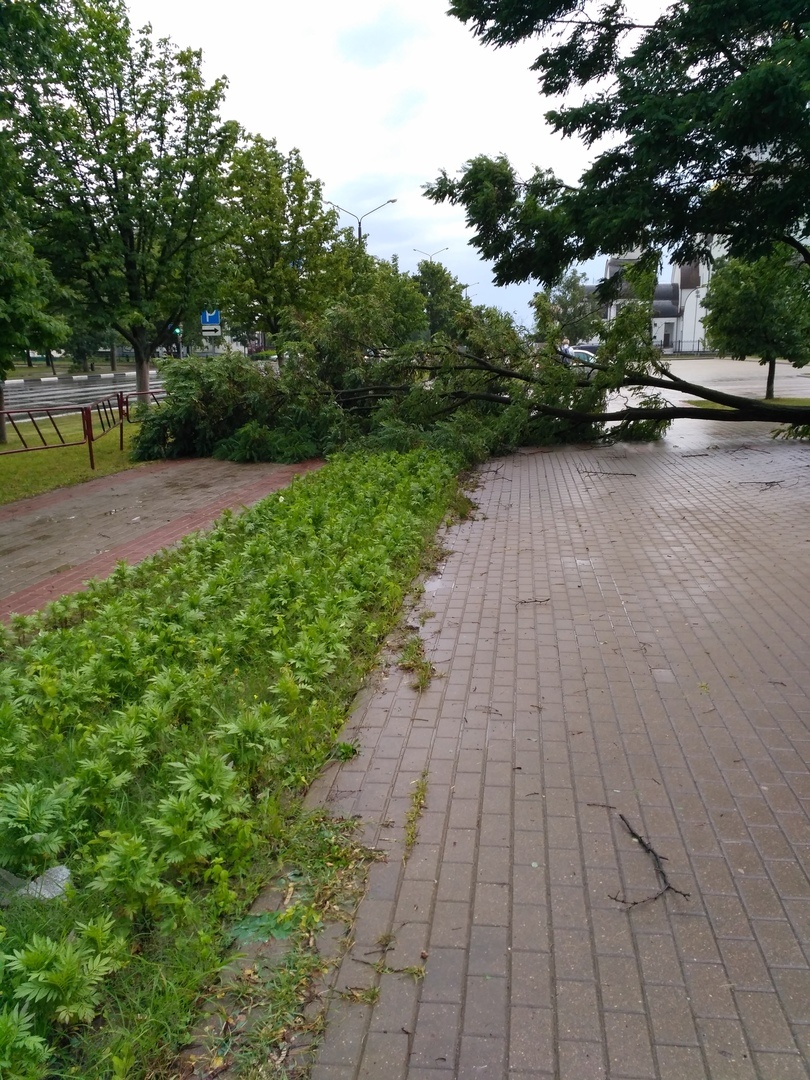 дерево упало солигорск