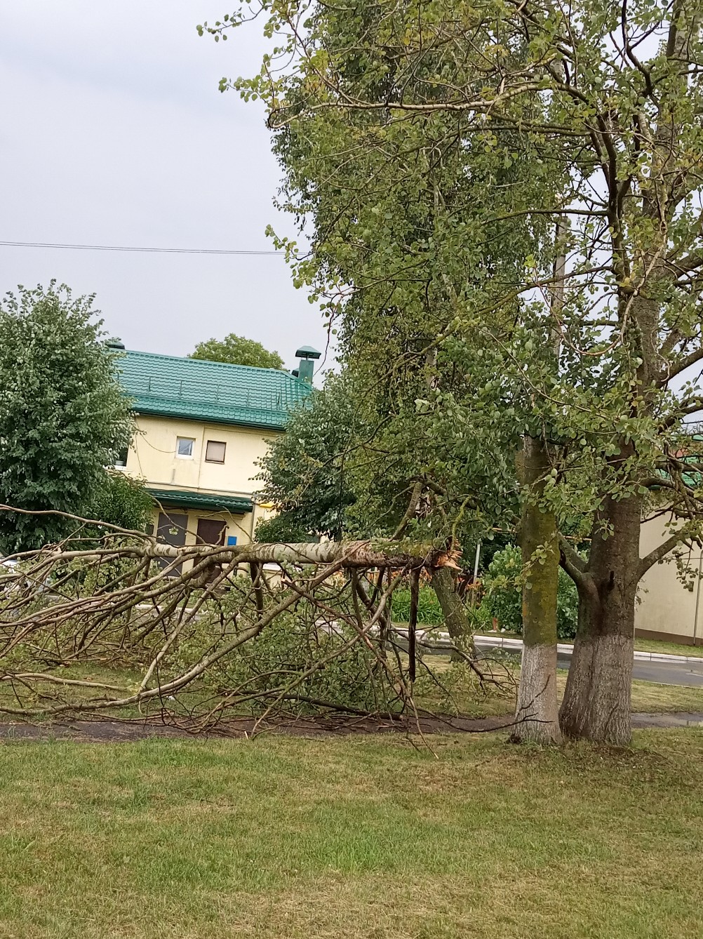 дерево упало солигорск