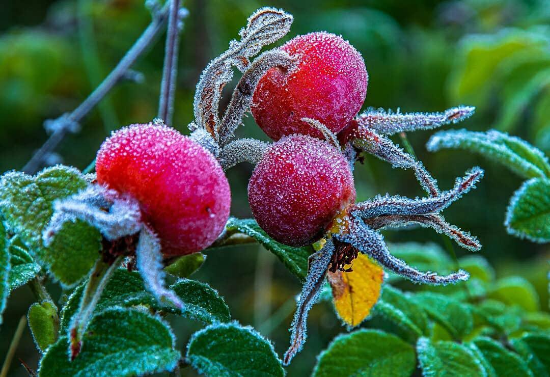 Заморозки Солигорск