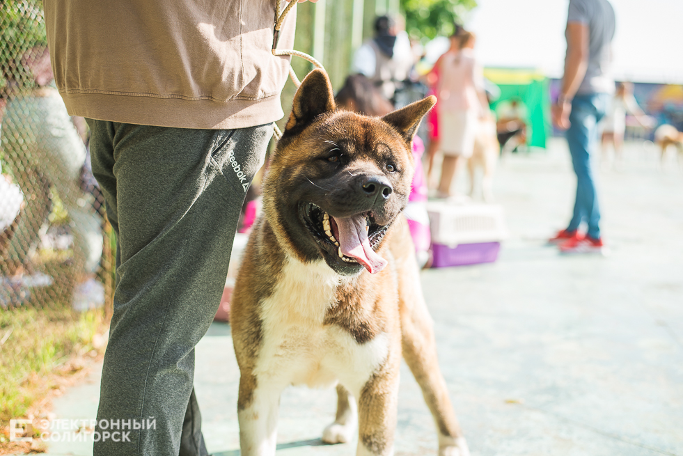 выставка собак