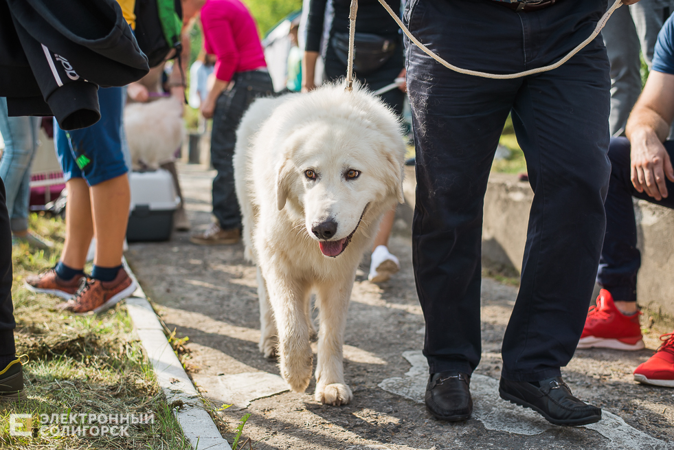 выставка собак
