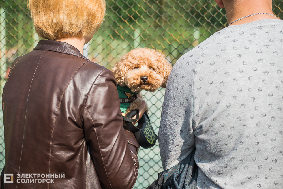 выставка собак