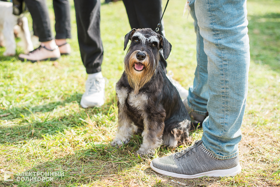 выставка собак