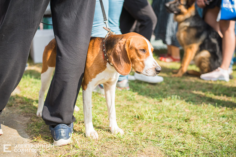 выставка собак