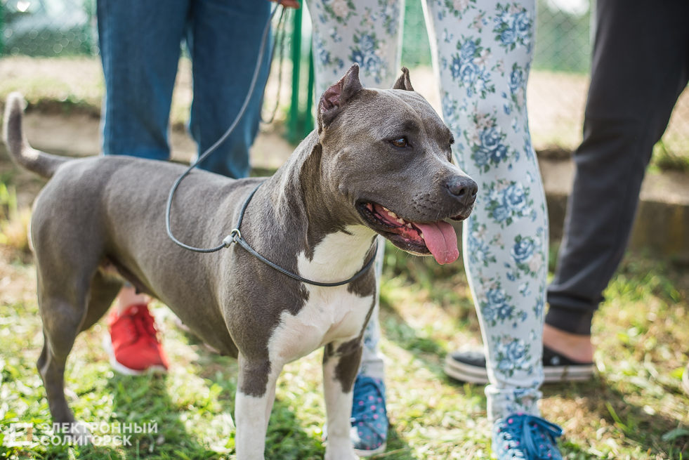 выставка собак