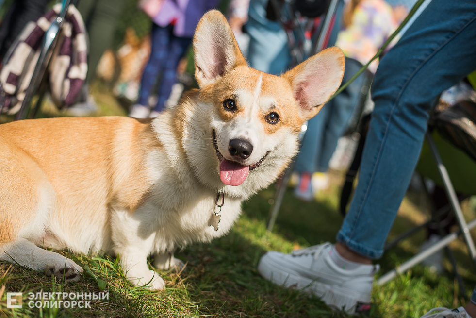 выставка собак
