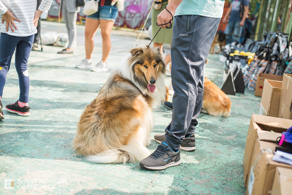 выставка собак