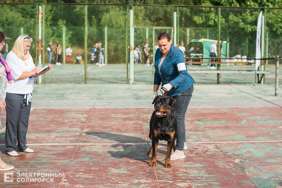 выставка собак