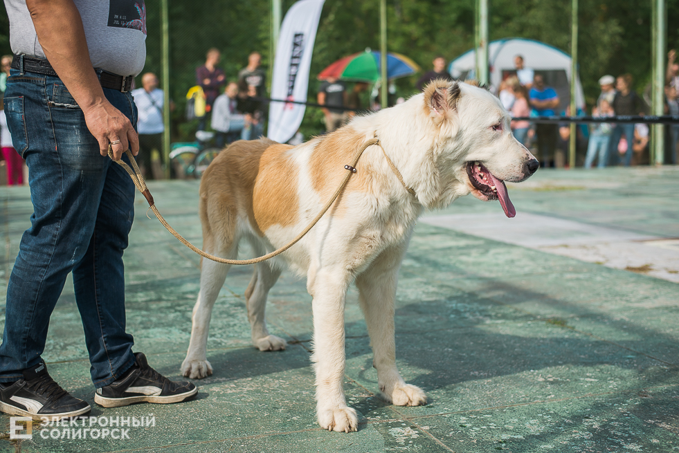 выставка собак