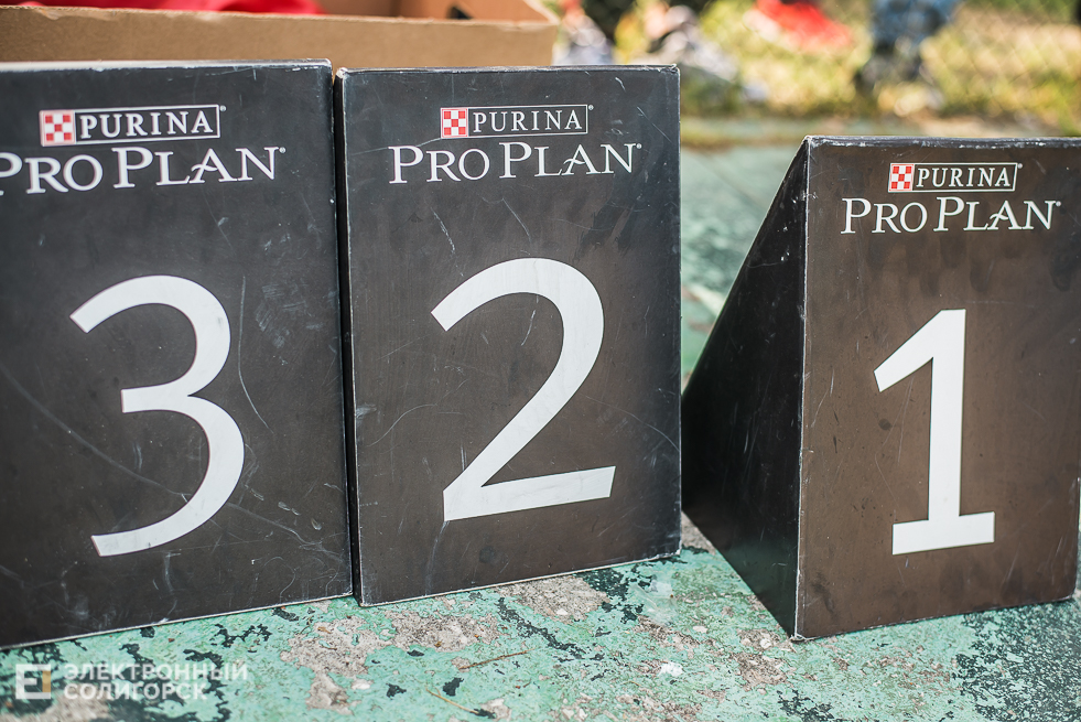 выставка собак