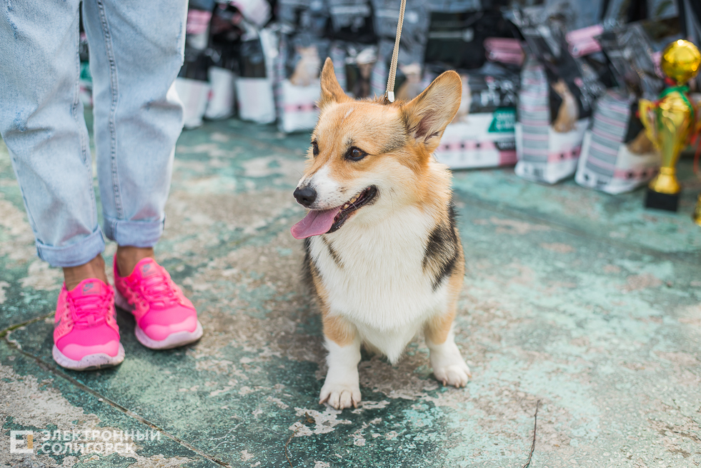 выставка собак