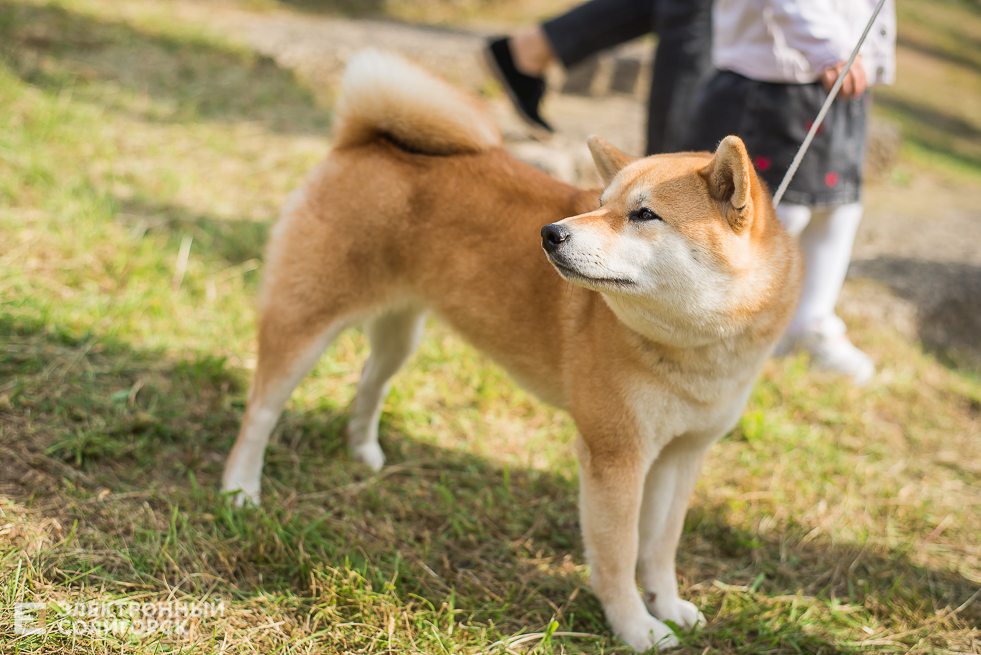 выставка собак