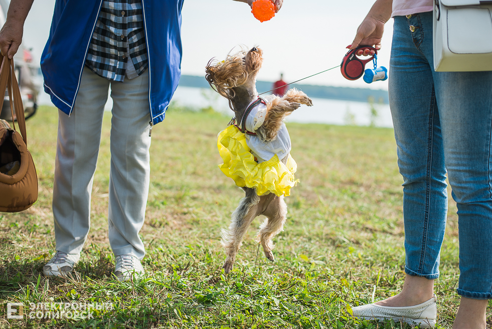 выставка собак
