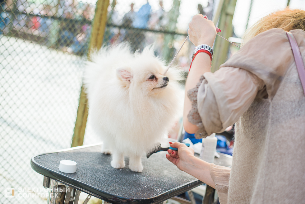 выставка собак