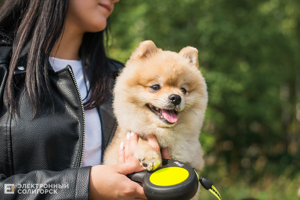 выставка собак