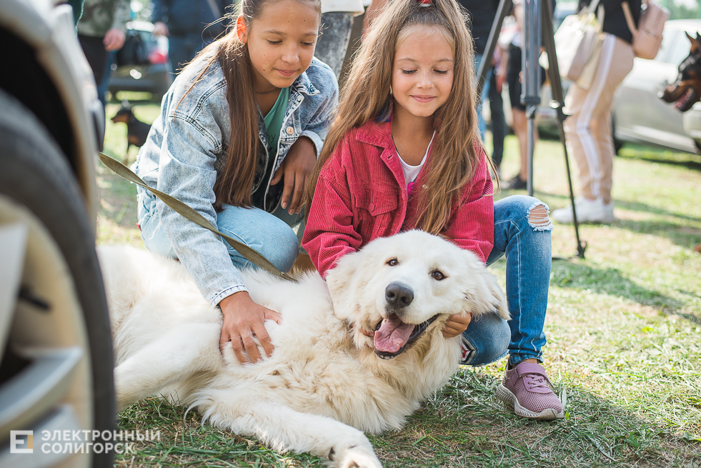 выставка собак
