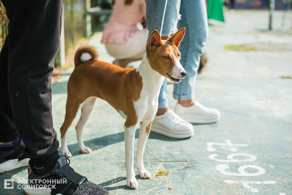 выставка собак