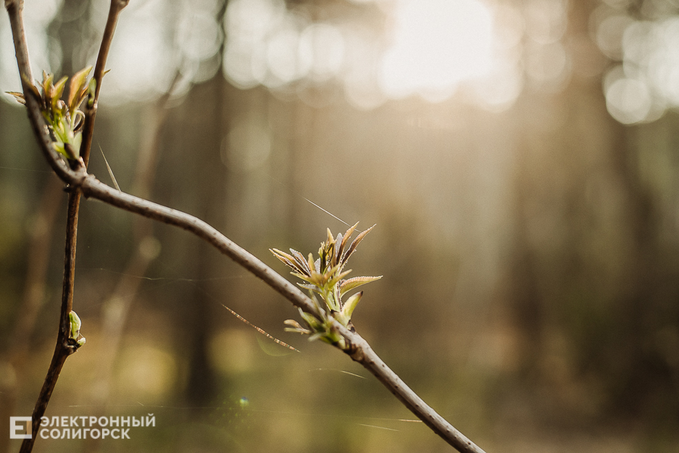 весенняя прогулка