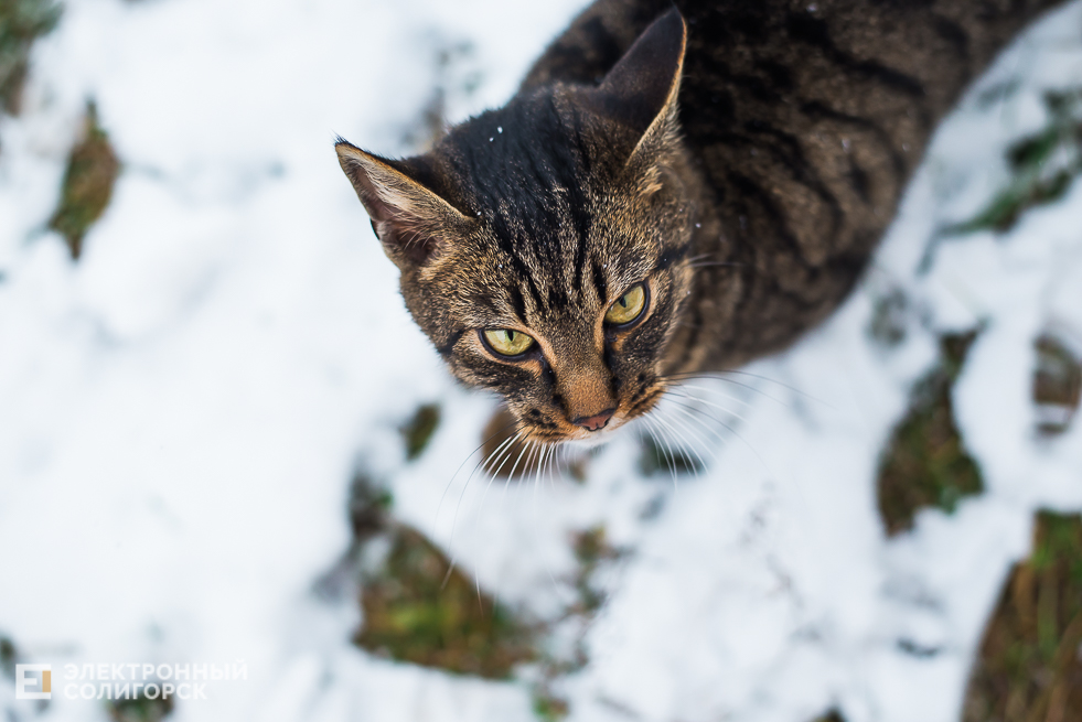 снежный город