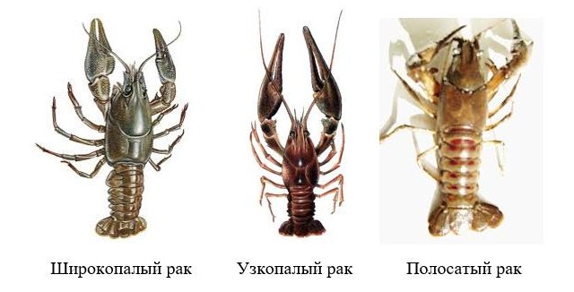 виды раков
