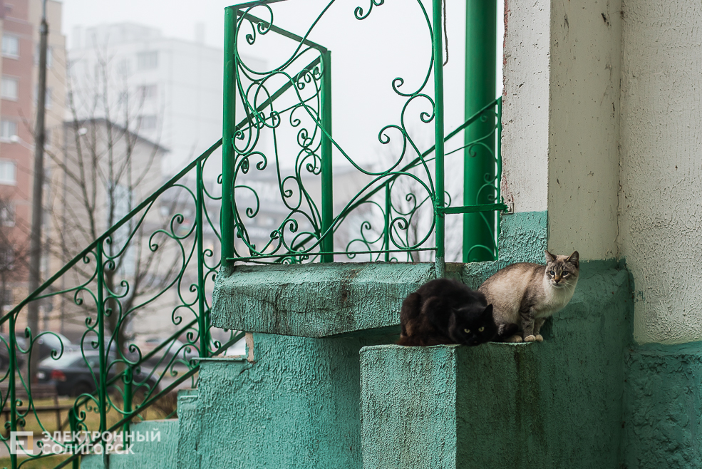 туман в солигорске