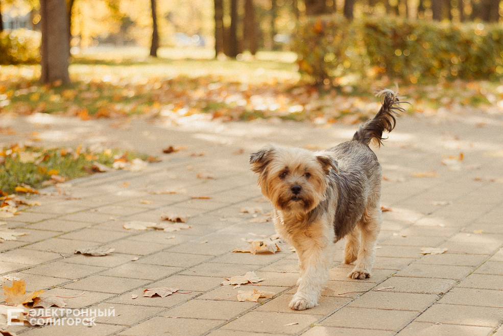 осень в парке