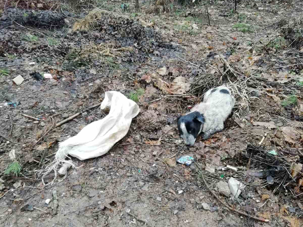 social animal 18 02 2022 1