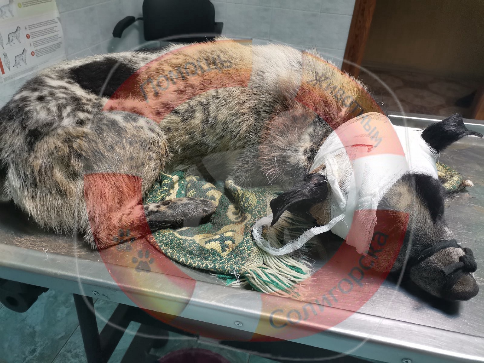 social animal 18 02 2022 2