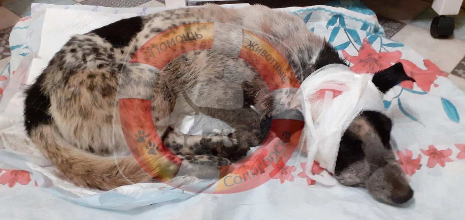 social animal 18 02 2022 3