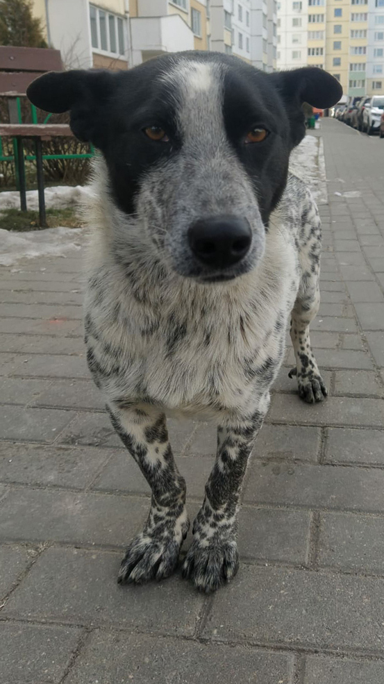 social animal 18 02 2022 4