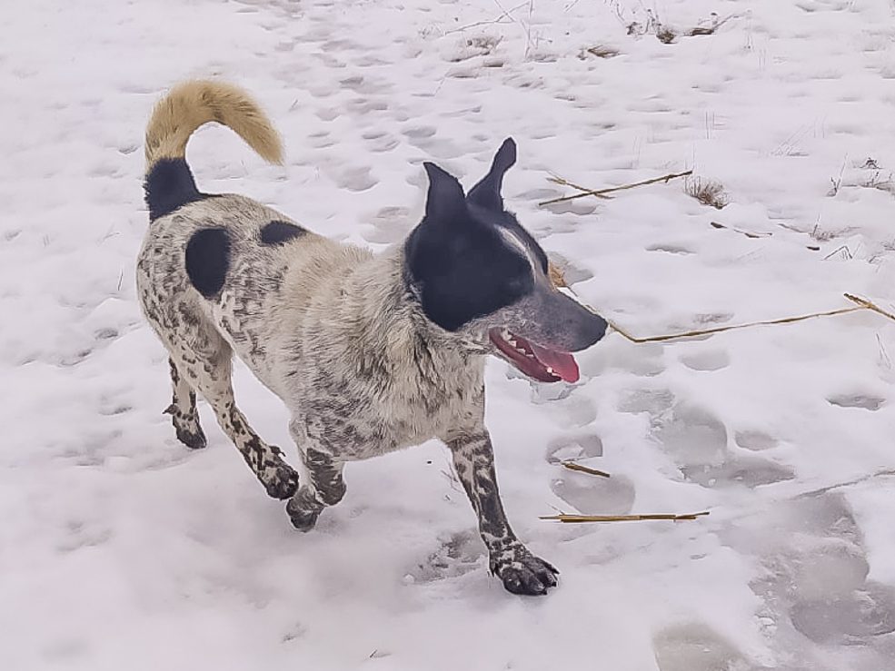 social animal 18 02 2022 7