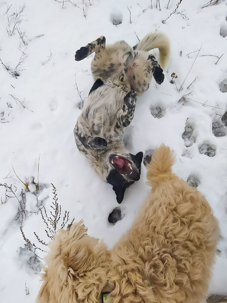 social animal 18 02 2022 8