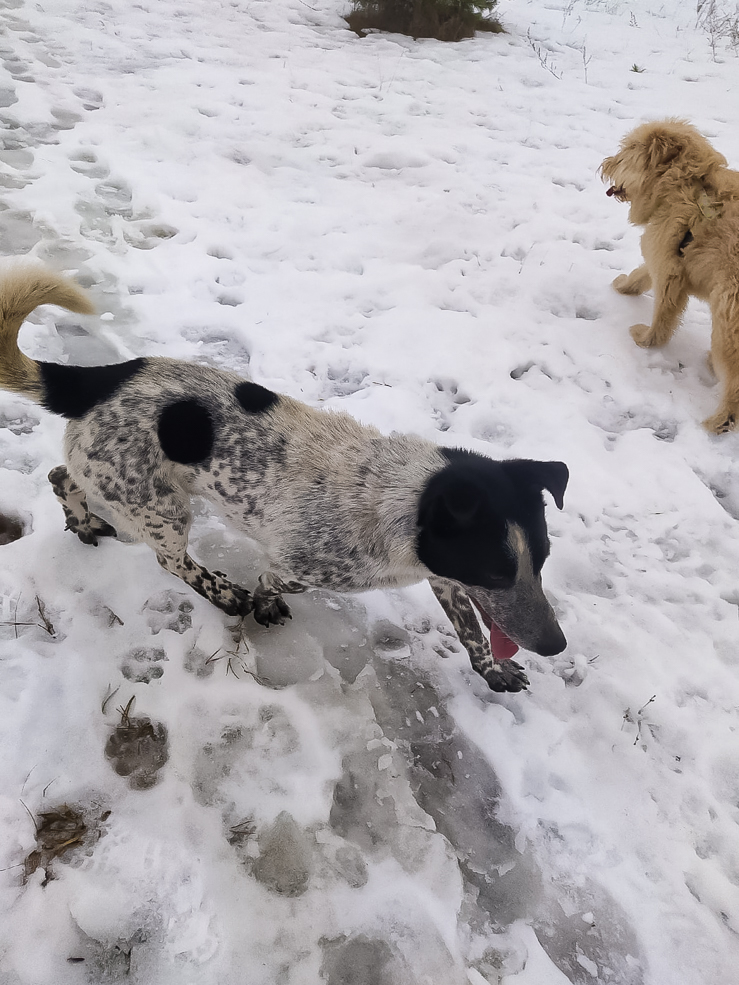 social animal 18 02 2022 9