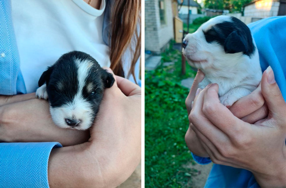 щенки солигорск небольшие