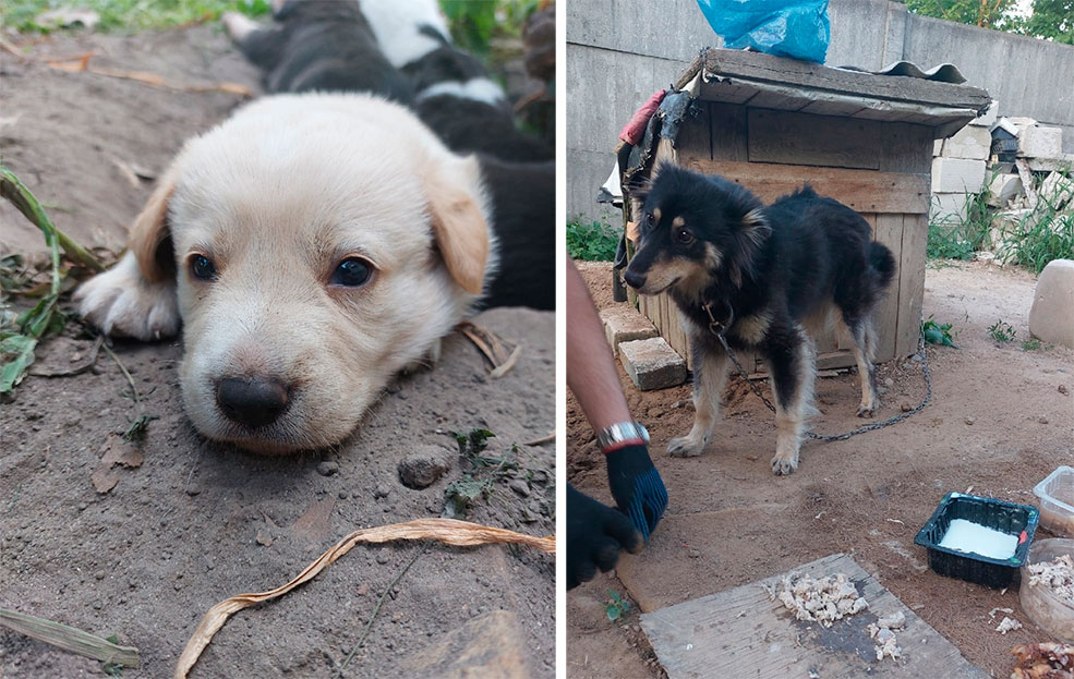 небольшие щенки солигорск