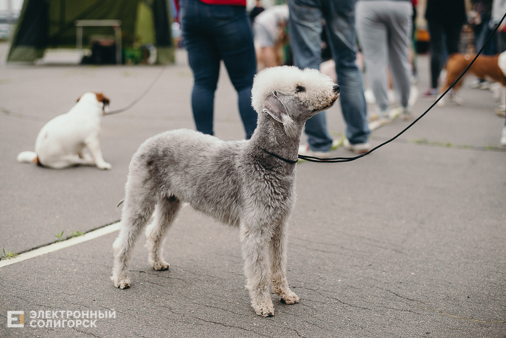 выставка собак