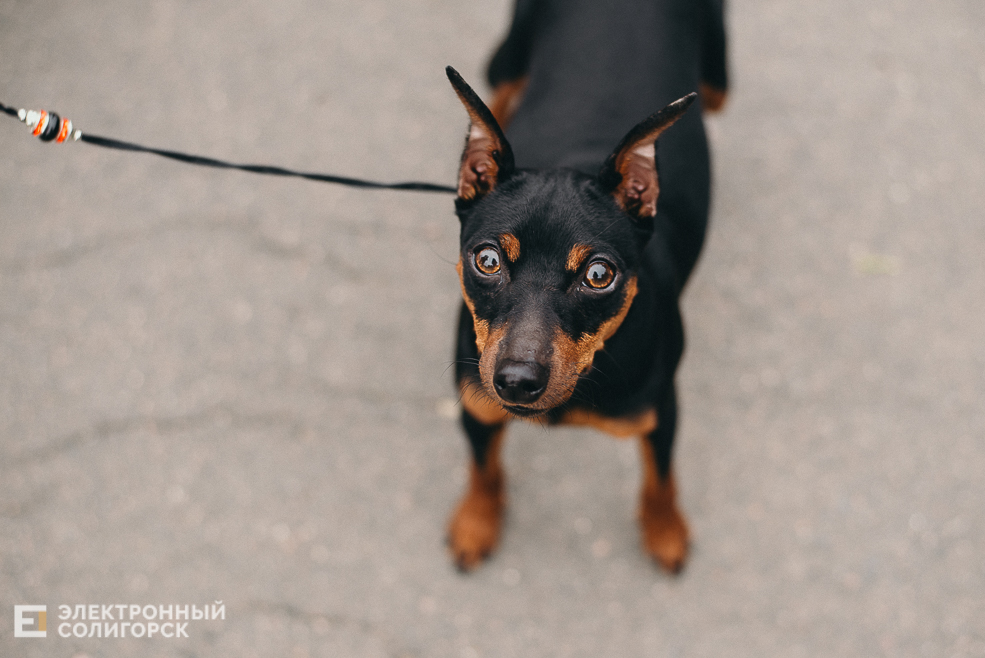 выставка собак