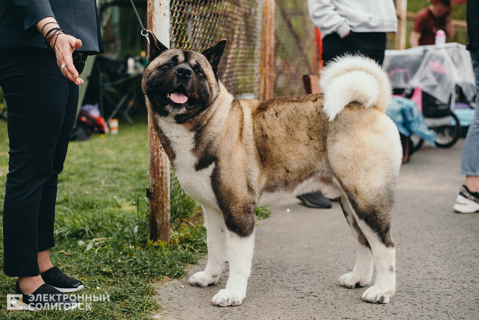 выставка собак