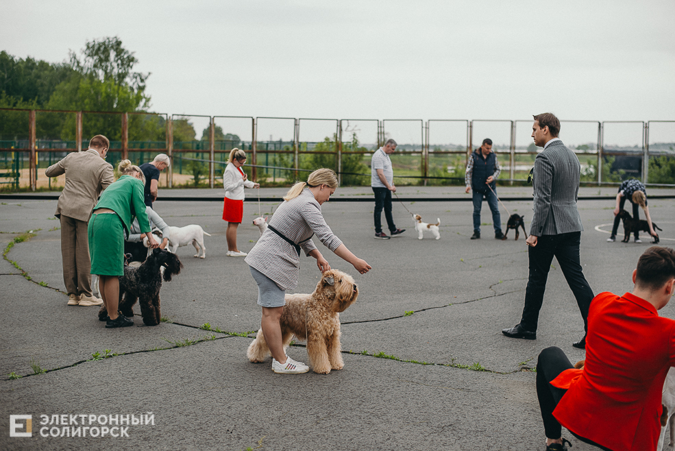 выставка собак