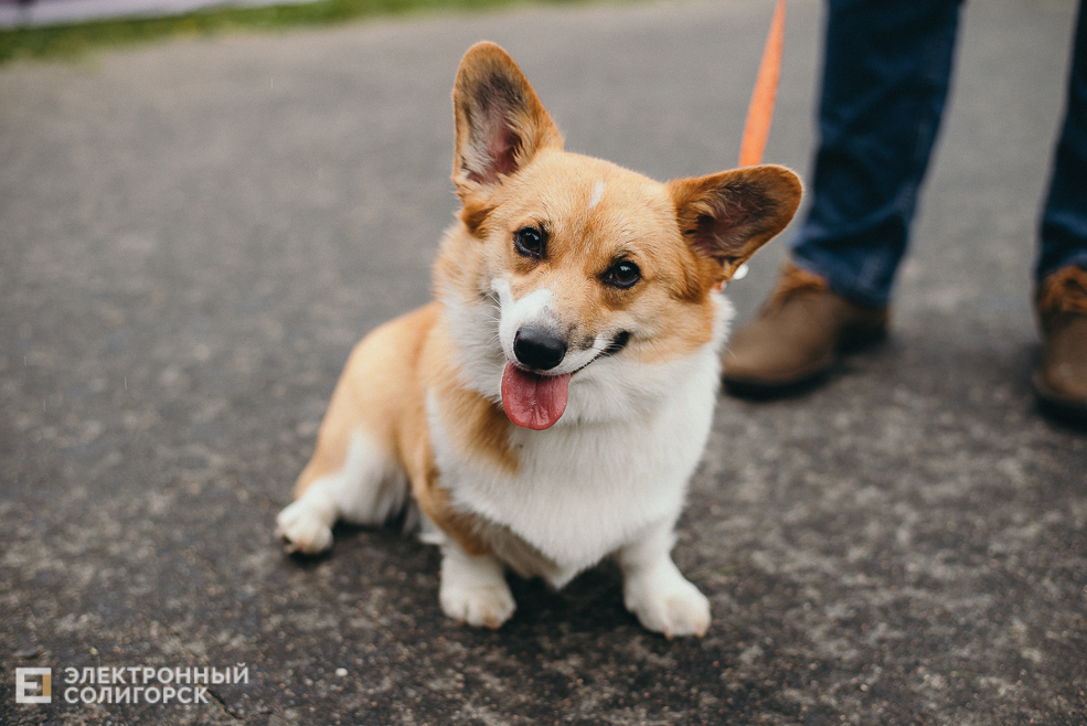 выставка собак