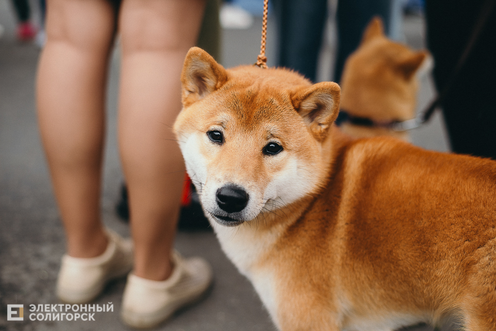 выставка собак