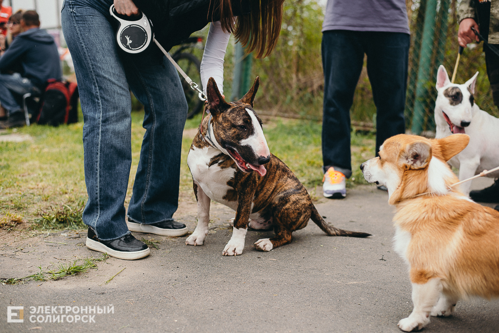 выставка собак