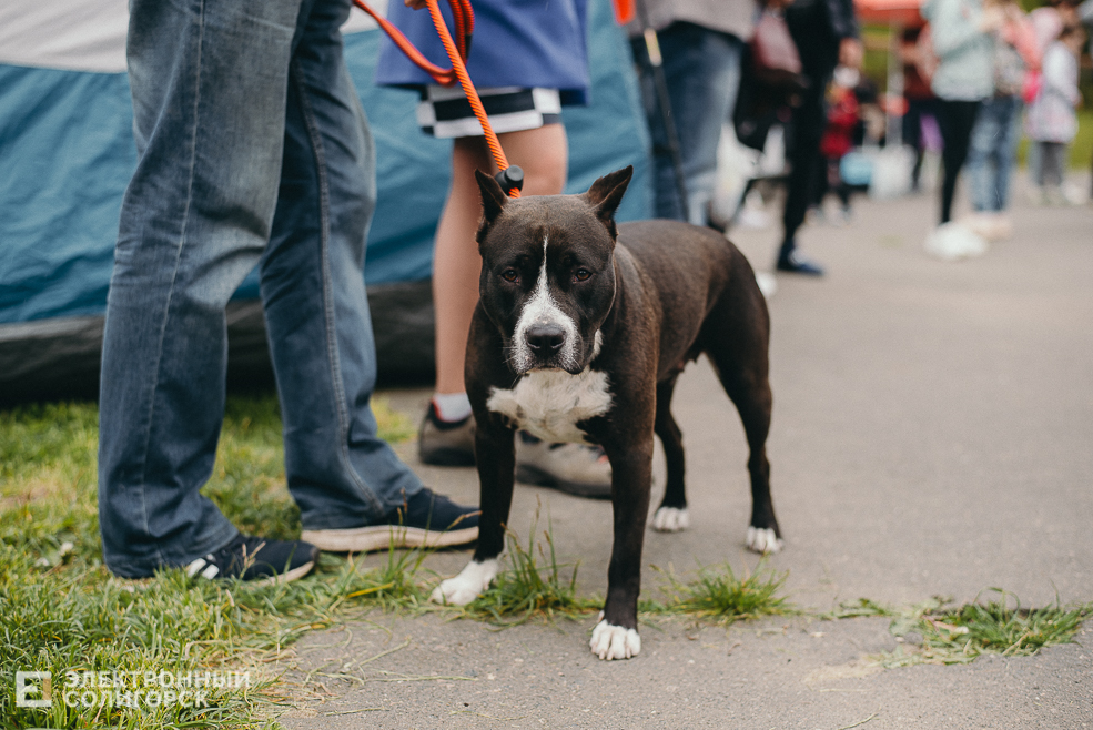 выставка собак