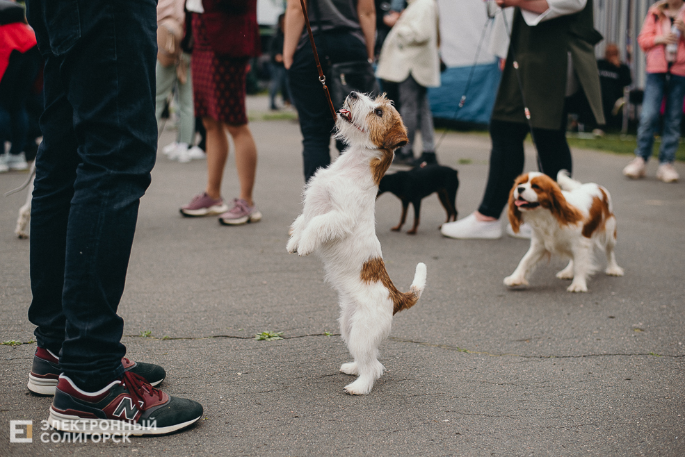 выставка собак