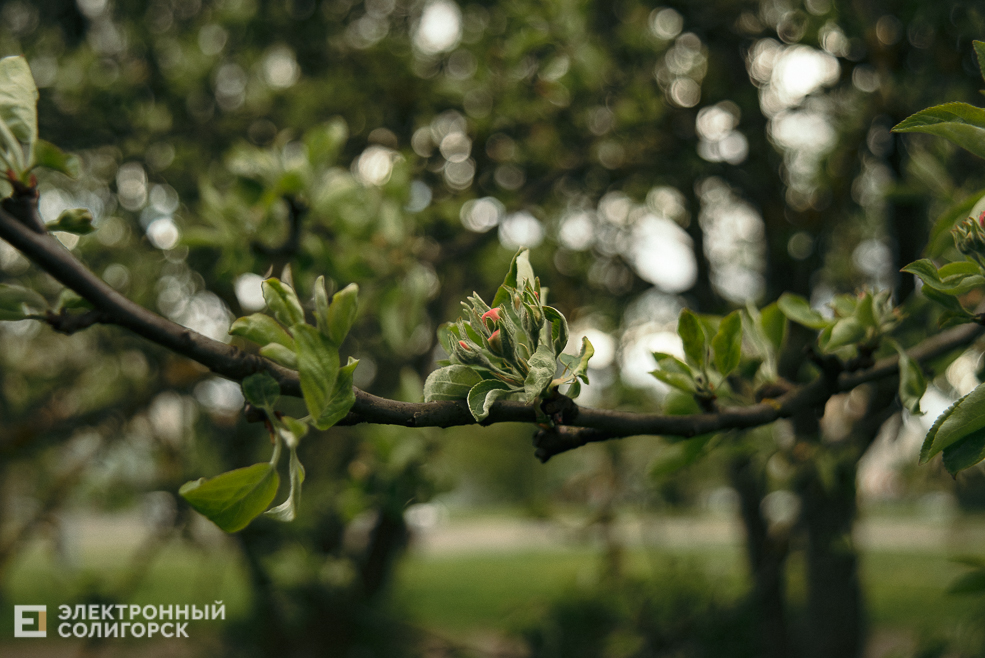 цветущие деревья