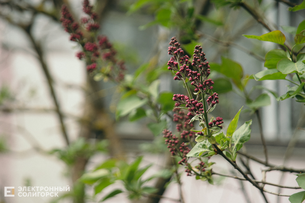 цветущие деревья