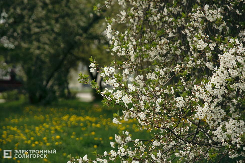 цветущие деревья