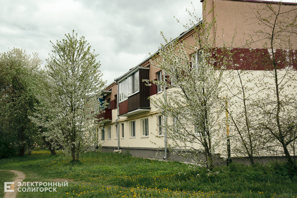 цветущие деревья